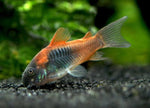 Orange Venezualan Corydora Catfish