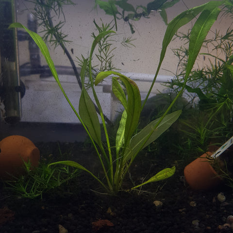 Echinodorus Amazonicus 'Amazon Sword' - Small