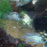 Neon Blue Acara Cichlid