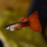 Chilli Red Guppy