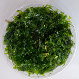 Subwassertang Moss tub