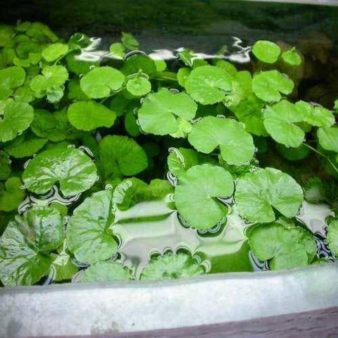 Giant Cardamine 'Brazilian Pennywort' Bunch