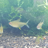 Lemon tetra