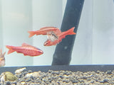 Cherry Barb