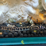 Kuhli Loach - Pygmy Tiger