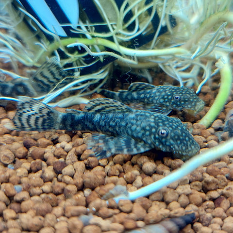Golden Spotted Bristlenose Pleco