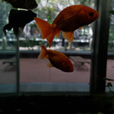 Goldfish- Ranchu Medium