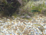 Baby Convict Cichlid