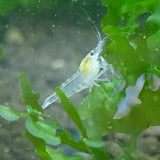 Snow Ball Shrimp (Neocaridina davidi)