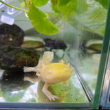 Axolotl Albino (Giant)