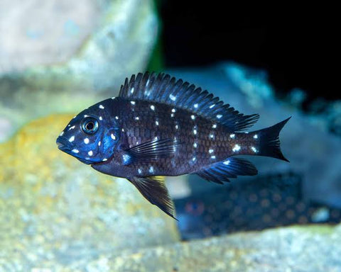 Tropeus Dubosi 'Masawa' Cichlid