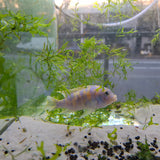 Blueberry Cichlid
