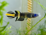 Clown Killi (Epiplatys Annulatus)