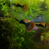 Red Dragon Guppy