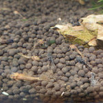 Assorted Baby Bristlenose Pleco (Catfish)