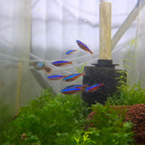 Cardinal Tetra