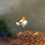 Santa Clause Dumbo Male Guppy