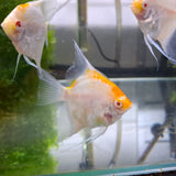 Red cap Angel fish (5-7cm)