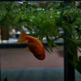 Goldfish- Ranchu Medium