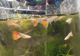 Albino Blue and Red Topaz Guppy