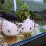 Axolotl Albino (Giant)