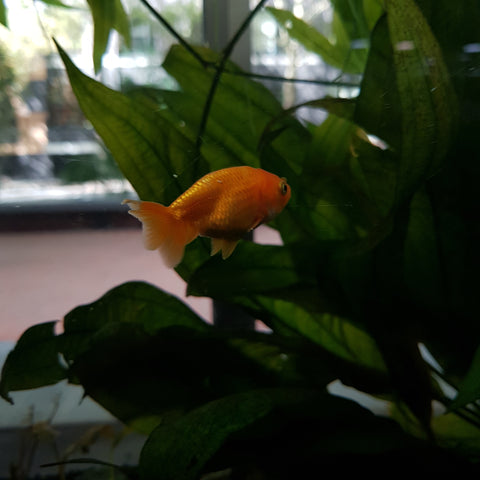 Goldfish- Ranchu Small