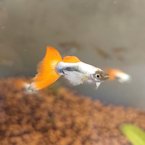 Santa Clause Dumbo Male Guppy