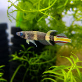 Clown Killi (Epiplatys Annulatus)