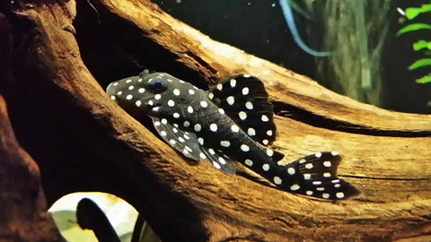 Snowball pleco L201