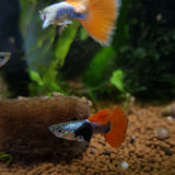 Platinum Red-tail Guppy