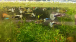 White Tuxedo Koi Guppy