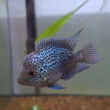 Super Red Dragon Kamfa Flowerhorn Cichlid (5-7cm)