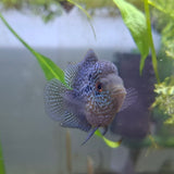 Super Red Dragon Kamfa Flowerhorn Cichlid (5-7cm)