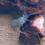 Long-Arm Native Glass Shrimp (Large)