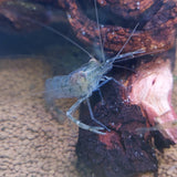 Long-Arm Native Glass Shrimp (Large)
