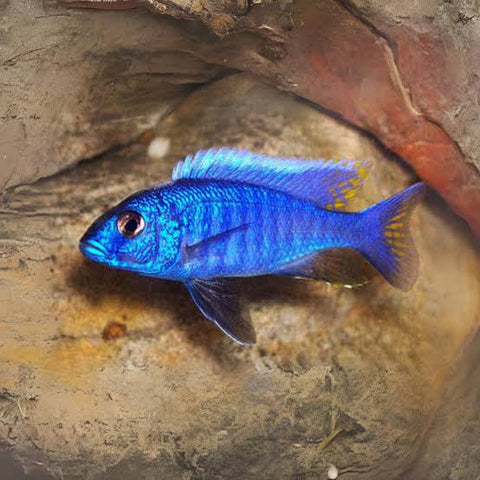 Blue Malawi Peacock Cichlid