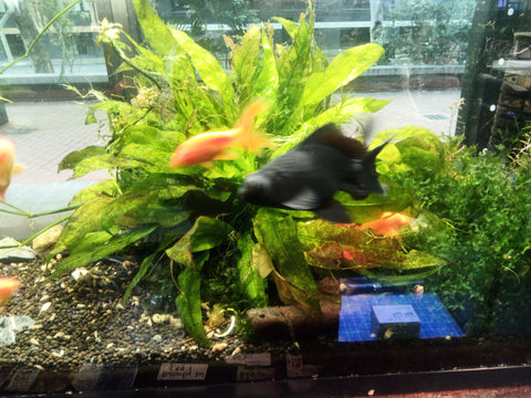 XL Goldfish - Black Moor