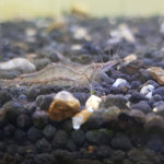 Assorted Native Algae Eating Shrimp