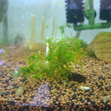 Christmas Moss