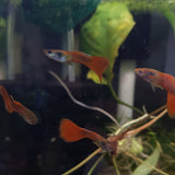 Chilli Red Guppy