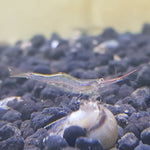 Assorted Native Algae Eating Shrimp