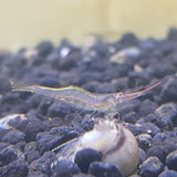 Assorted Native Algae Eating Shrimp