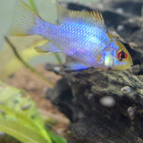 Electric Blue Ram/ Neon Ram Cichlid