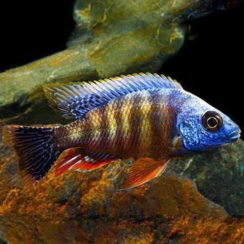 Taiwan Reef Cichlid - Large