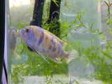 Blueberry Cichlid
