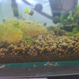 Assorted Mystery Snail - Baby