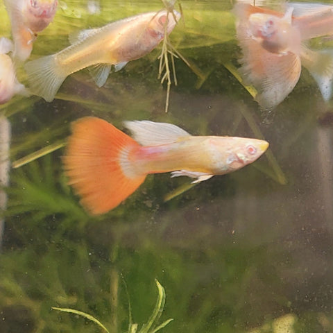 Albino Blue and Red Topaz Guppy