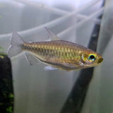 Congo Tetra
