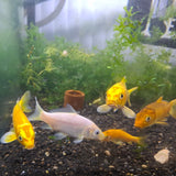 Assorted Koi Fish