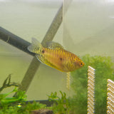 Golden Gourami
